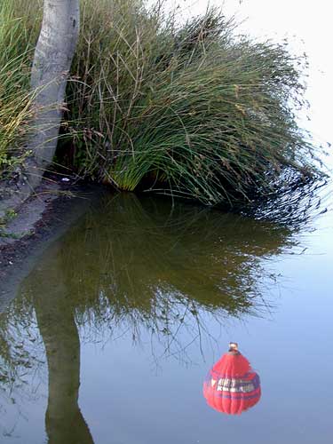 Wasserspiegelung im See der Günther-Klotz-Anlage